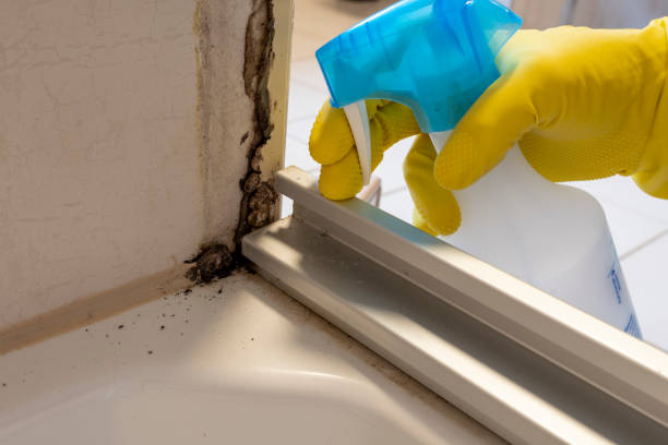 Best Mold Removal Process  in Greendale, WI