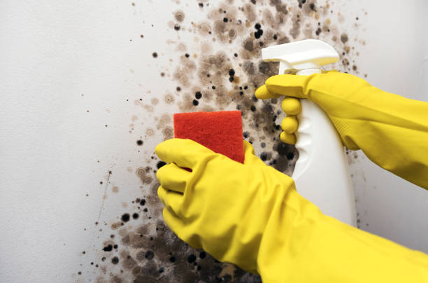 Best Crawl Space Mold Removal  in Greendale, WI