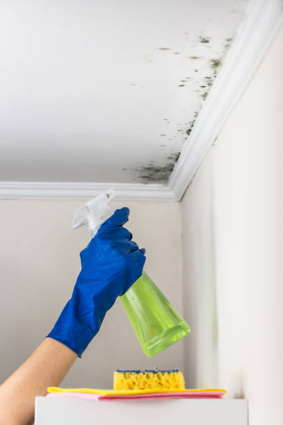 Best Attic Mold Removal  in Greendale, WI